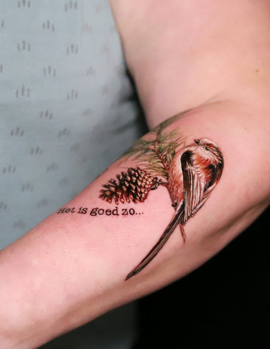 Sparrow on Pine Tree