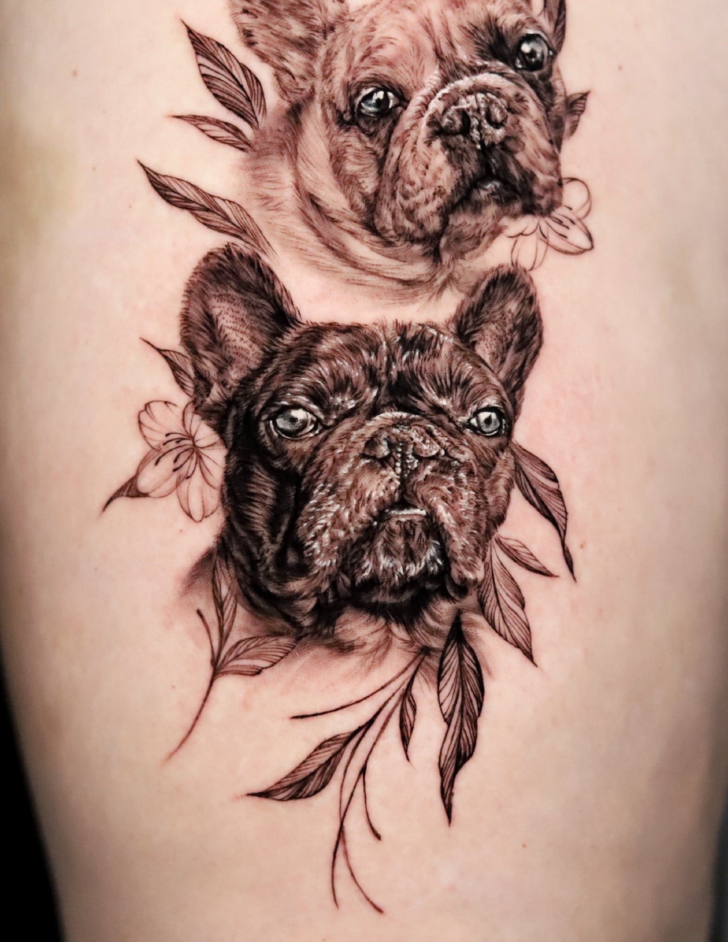 French Bulldogs