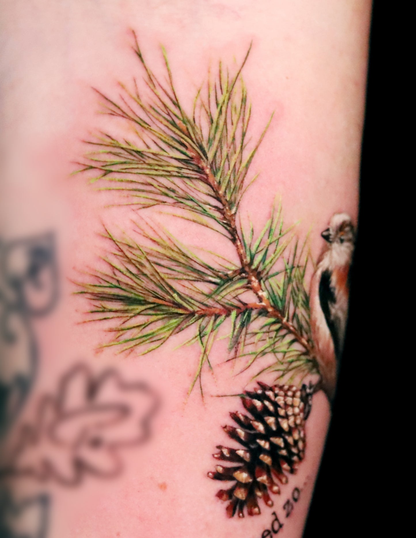 Sparrow on Pine Tree