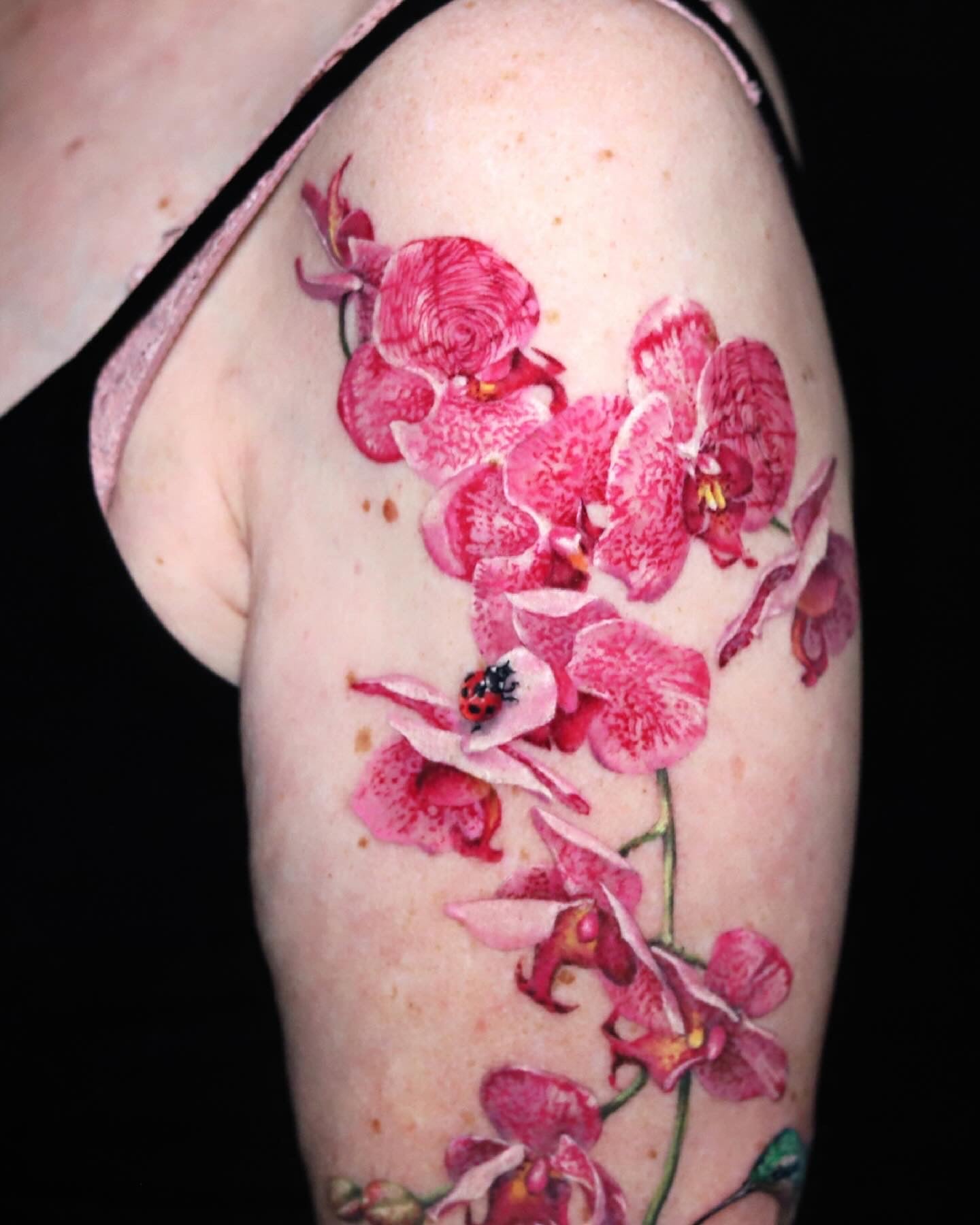 Pink Orchid with a Hummingbird
