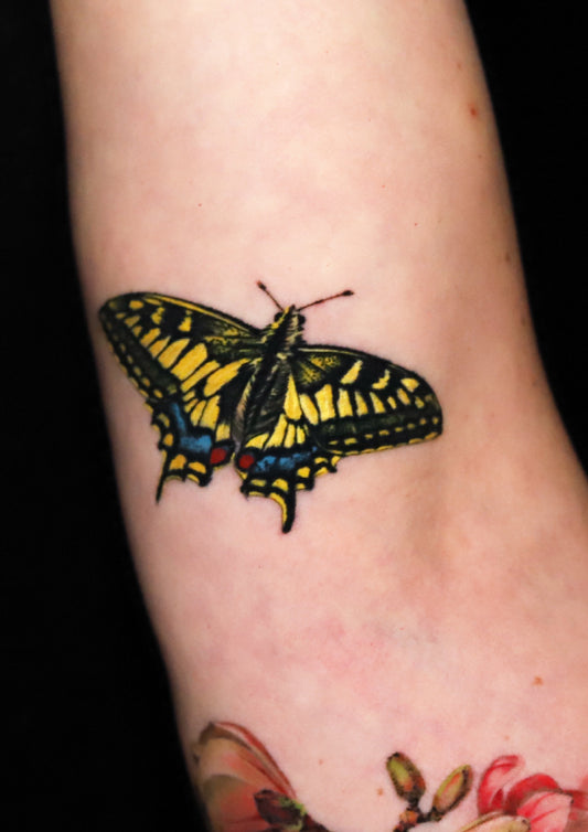 Swallowtail Butterfly