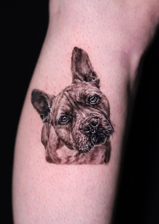 Dog portrait