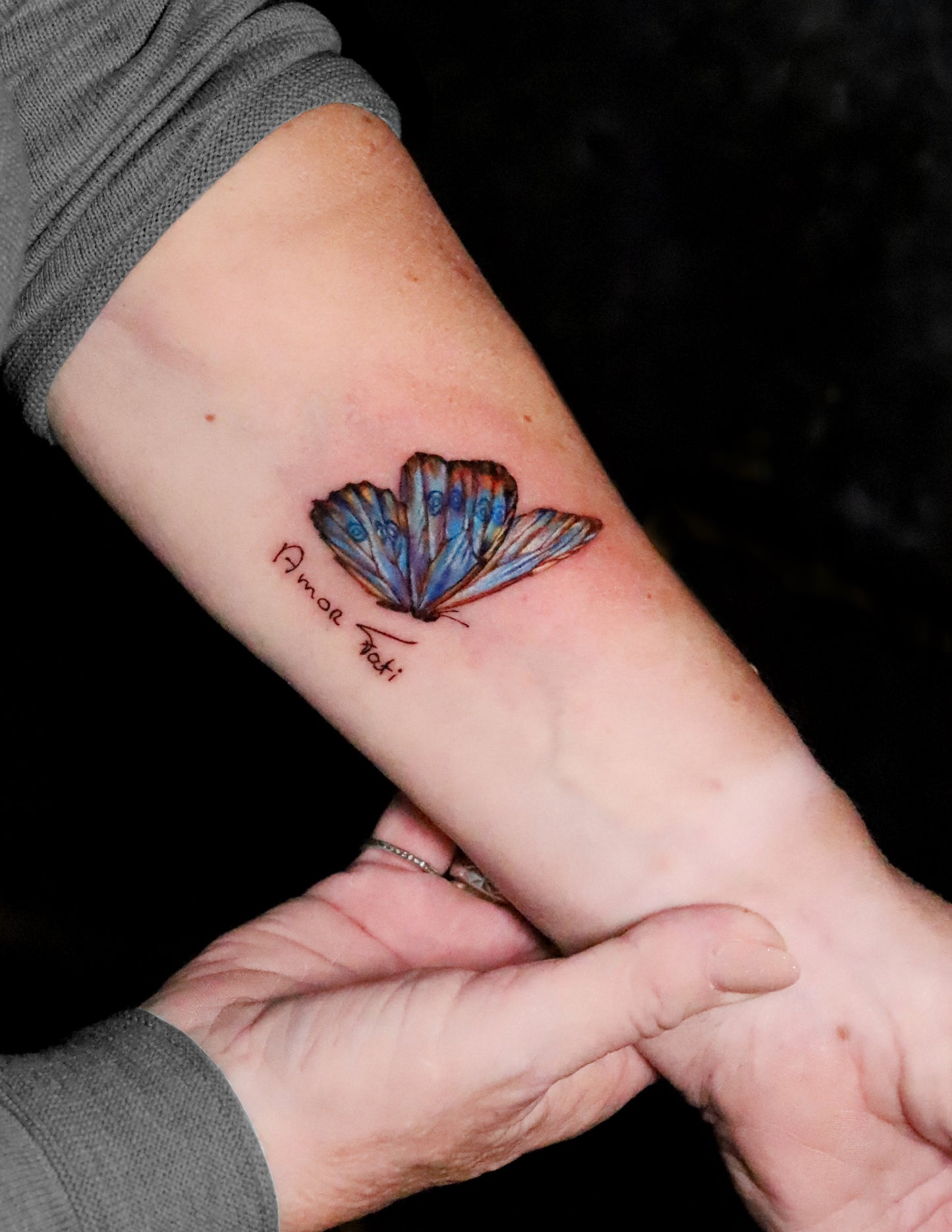Blue morpho butterfly