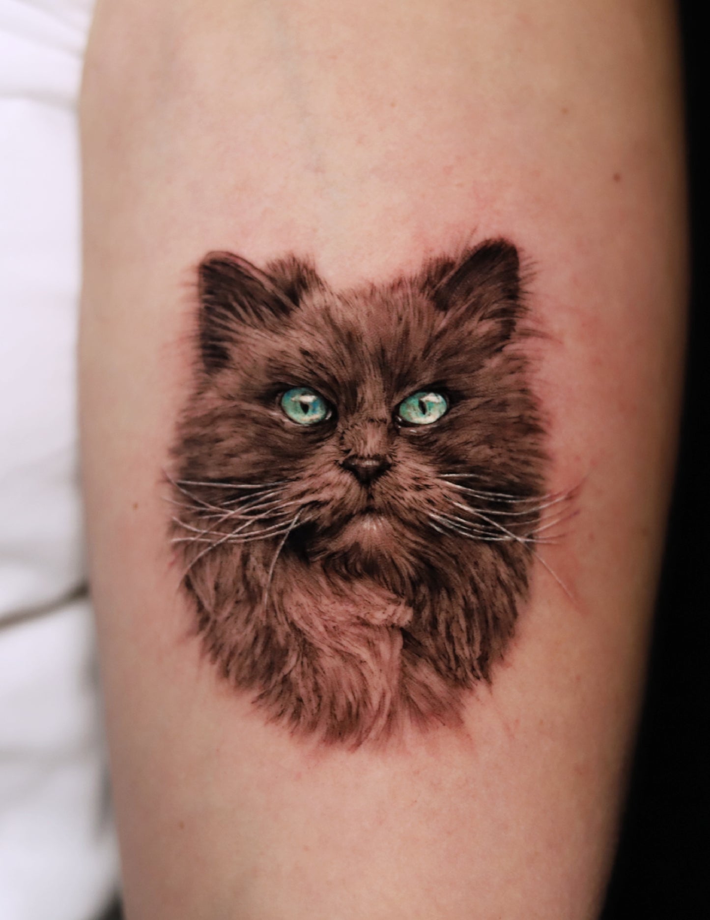 Cat Portrait