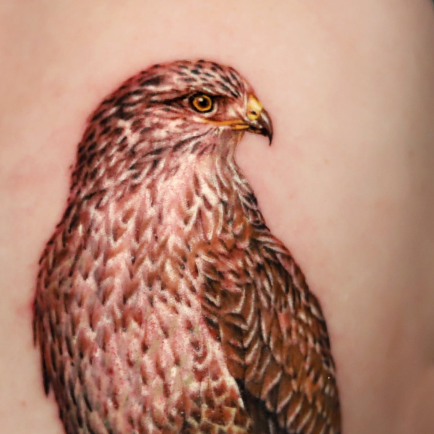 Falcon