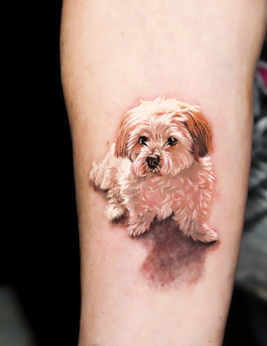 Small Dog Portrait