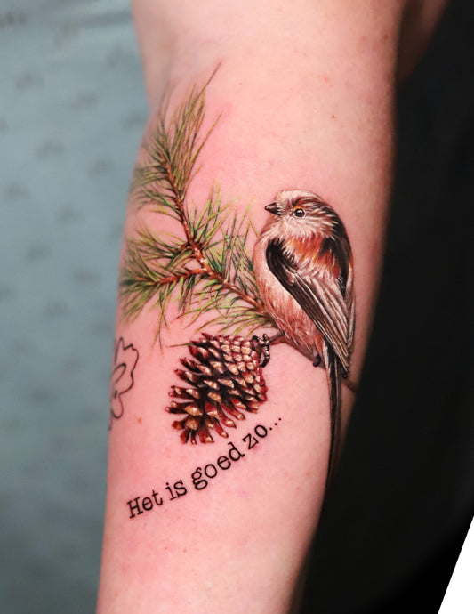 Sparrow on Pine Tree