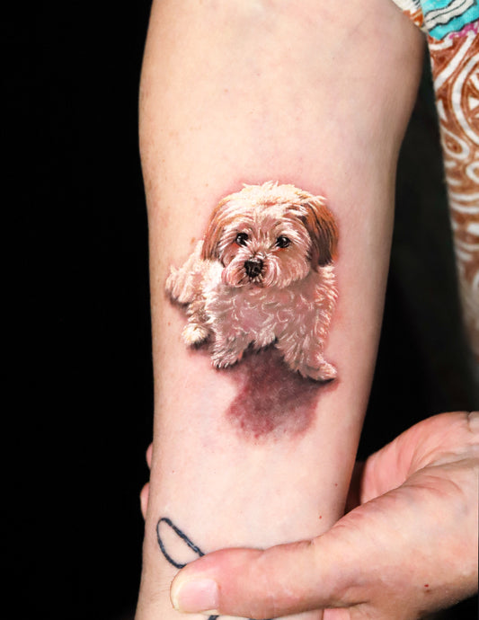 Small Dog Portrait