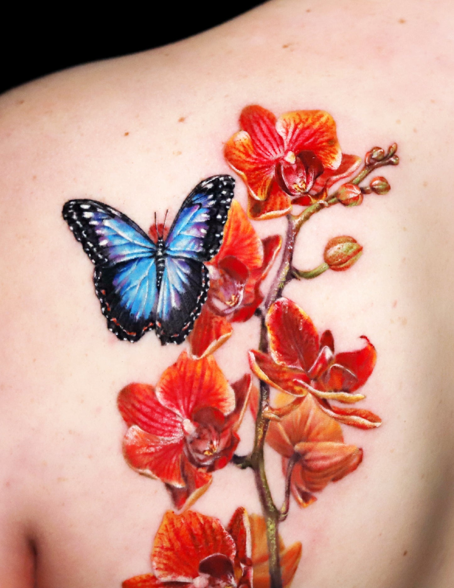 Orchid and Blue Morpho Butterfly