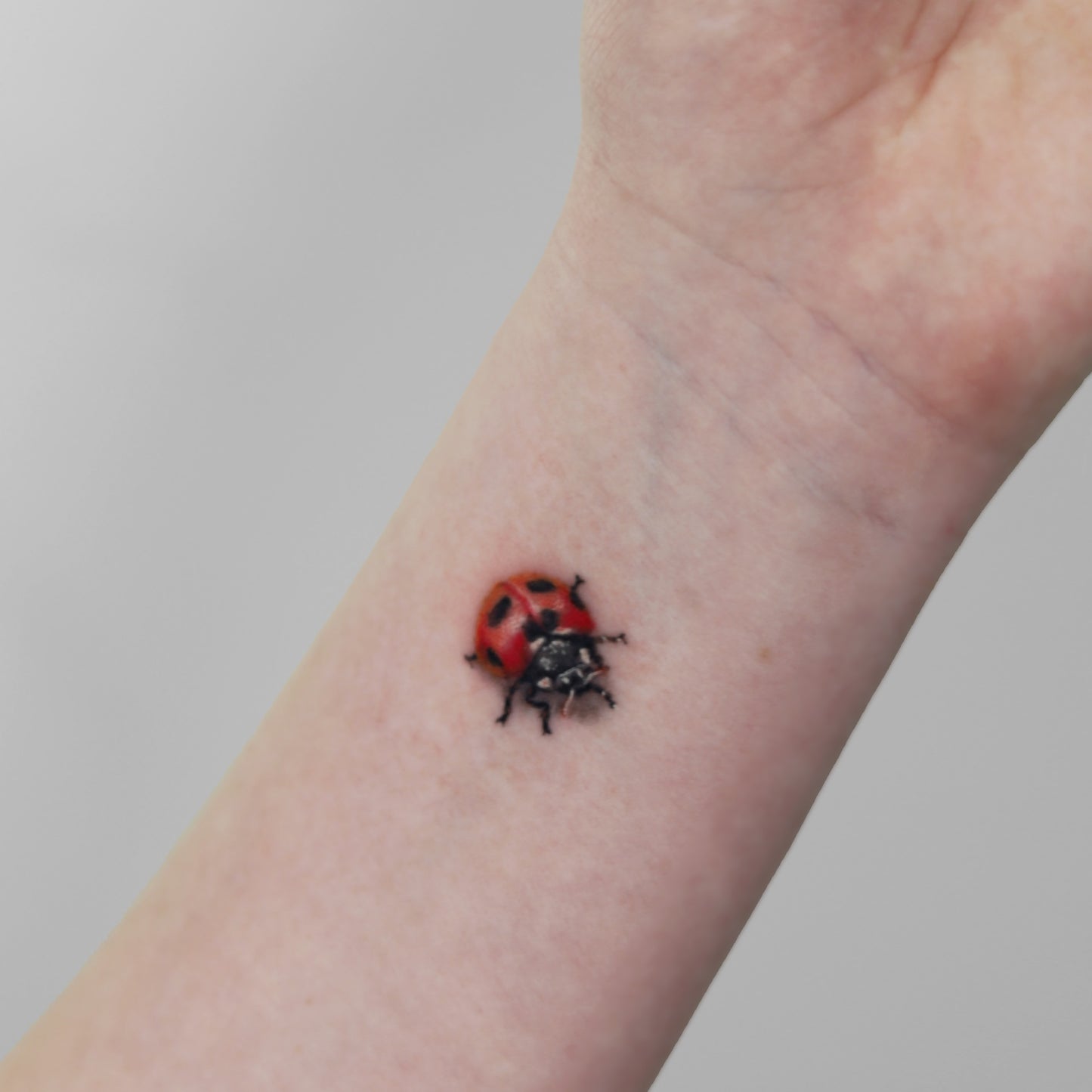 Ladybug