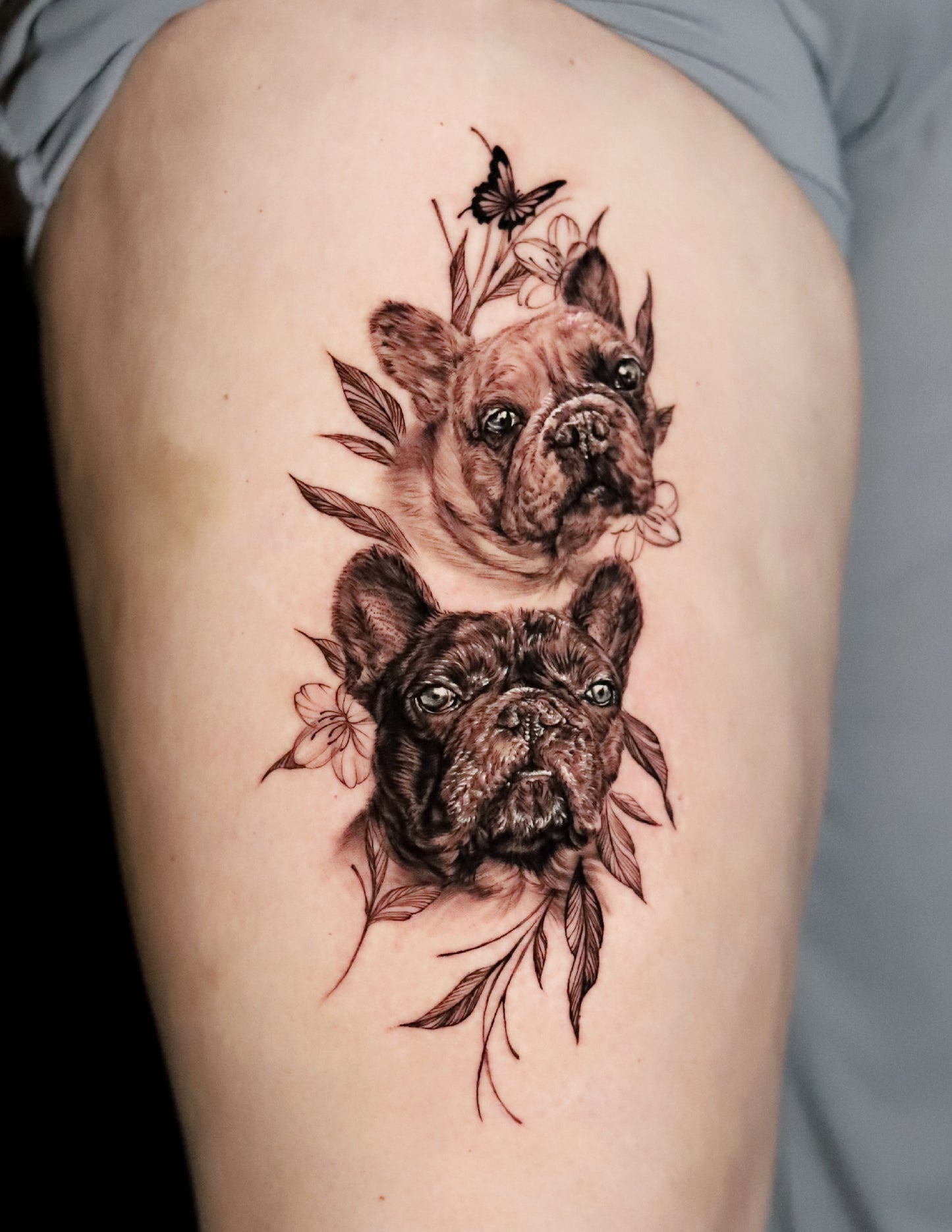French Bulldogs