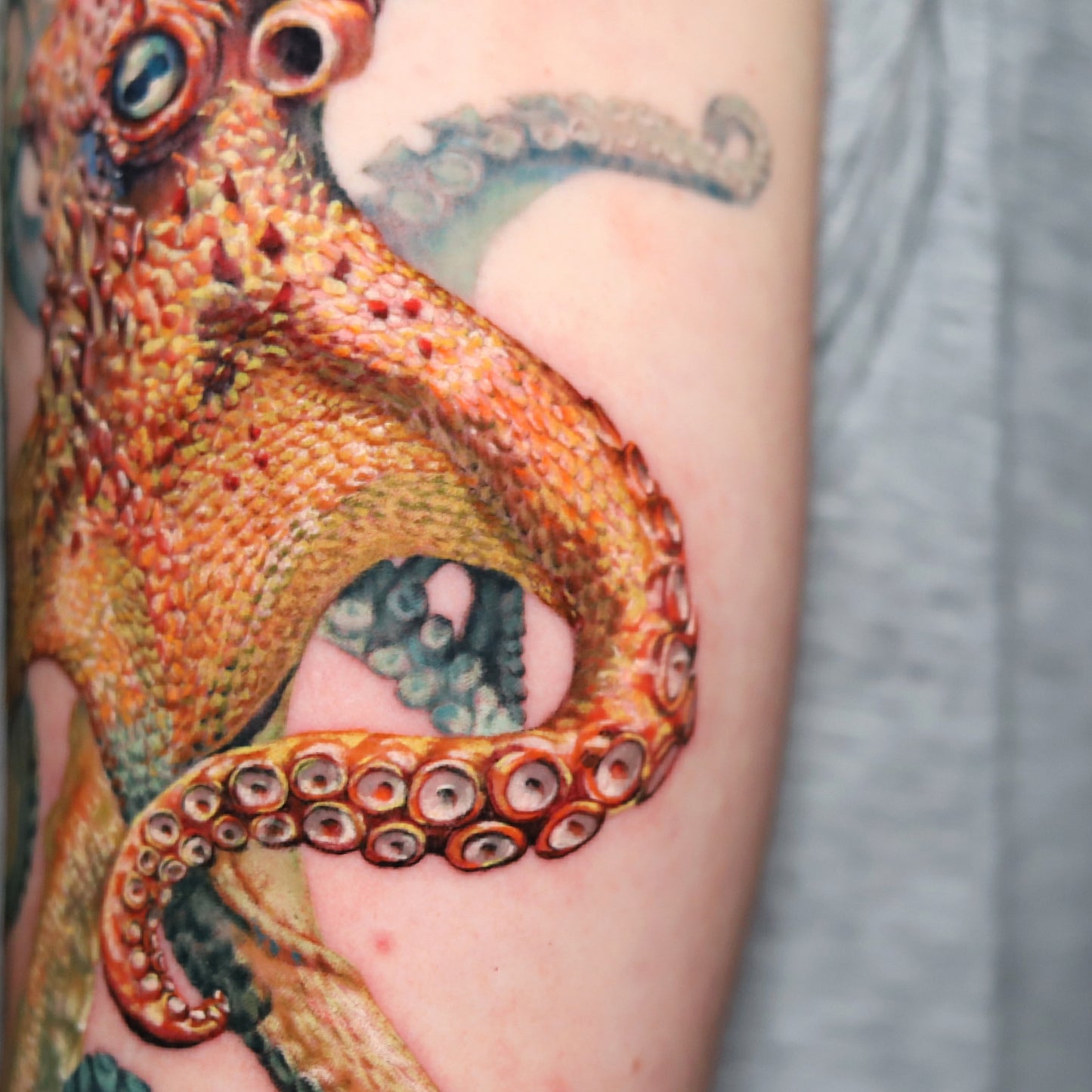 Octopus